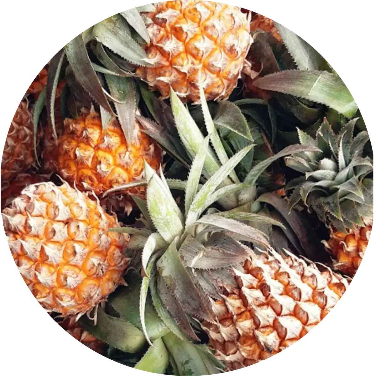 Ananas – Tropensonne, feine Cocktails und Urlaub pur