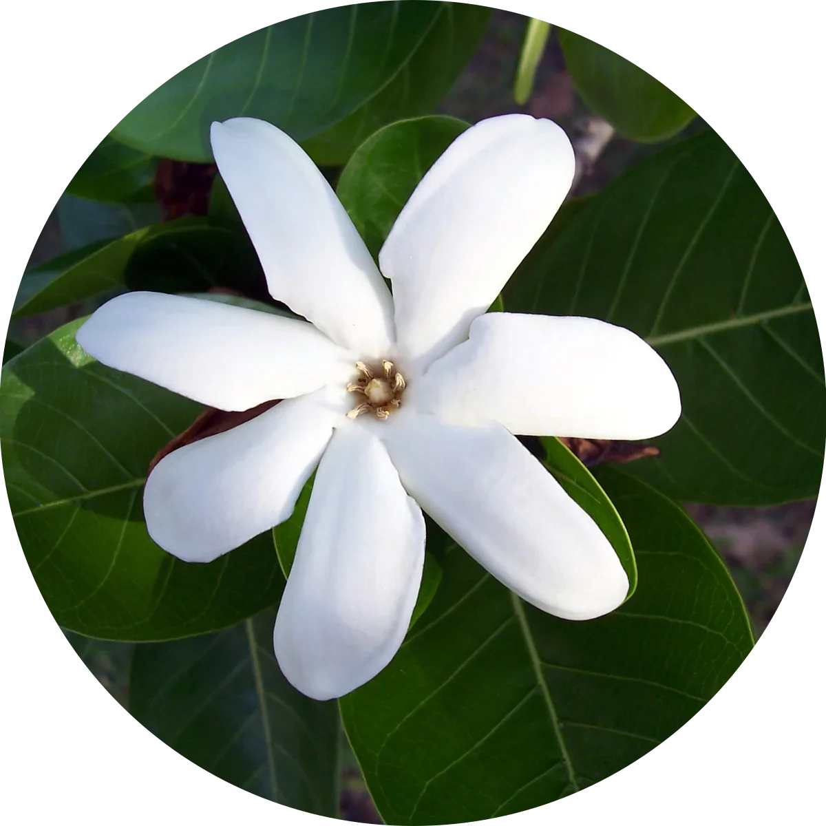 Gardenie – zauberhafte, weiße Blüten