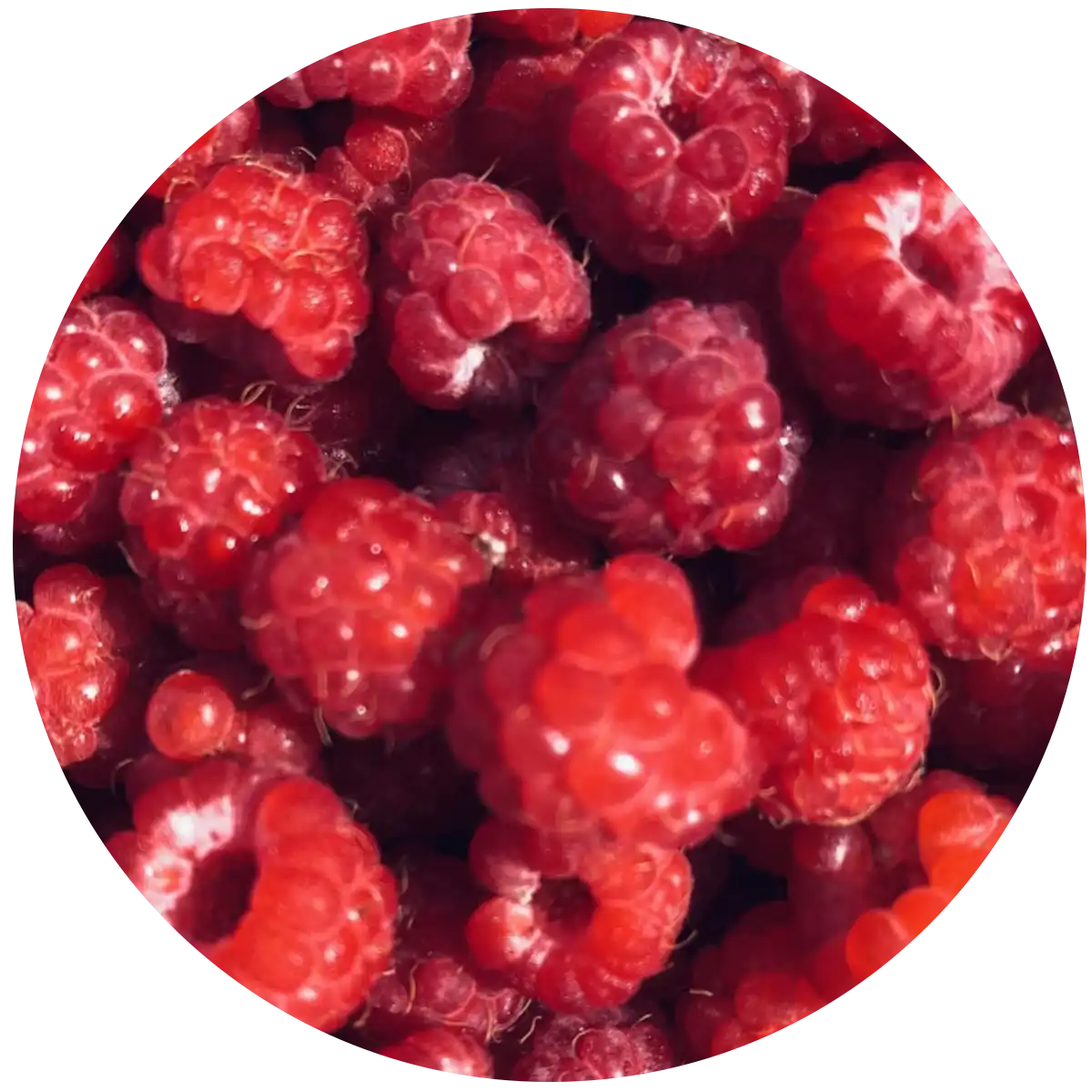 Himbeere – fruchtig, süß und unwiderstehlich