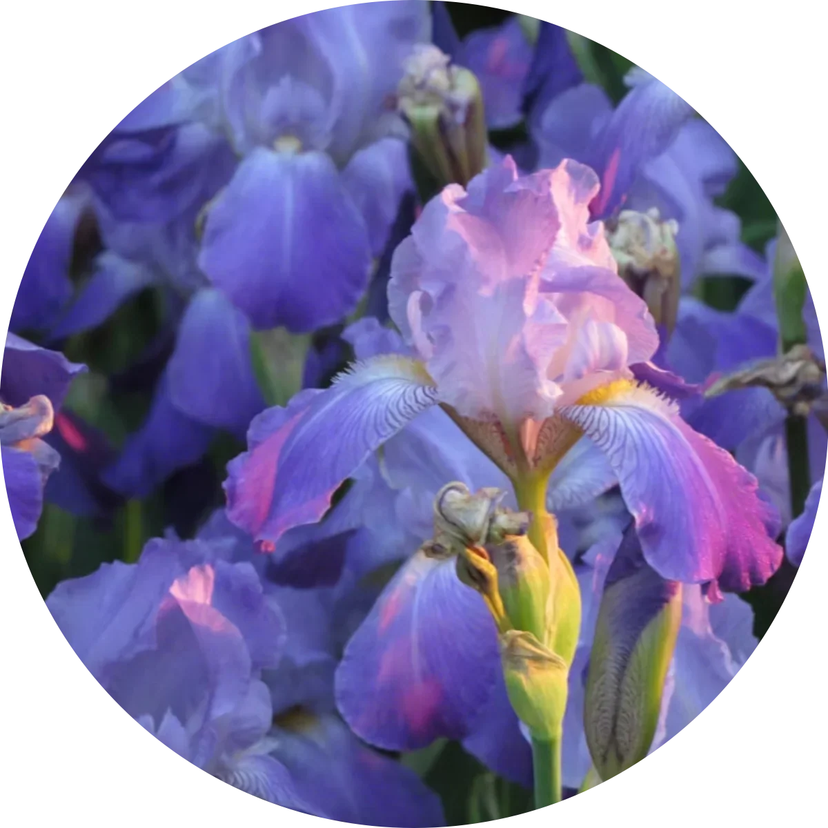 Iris – die Edle und Kostbare