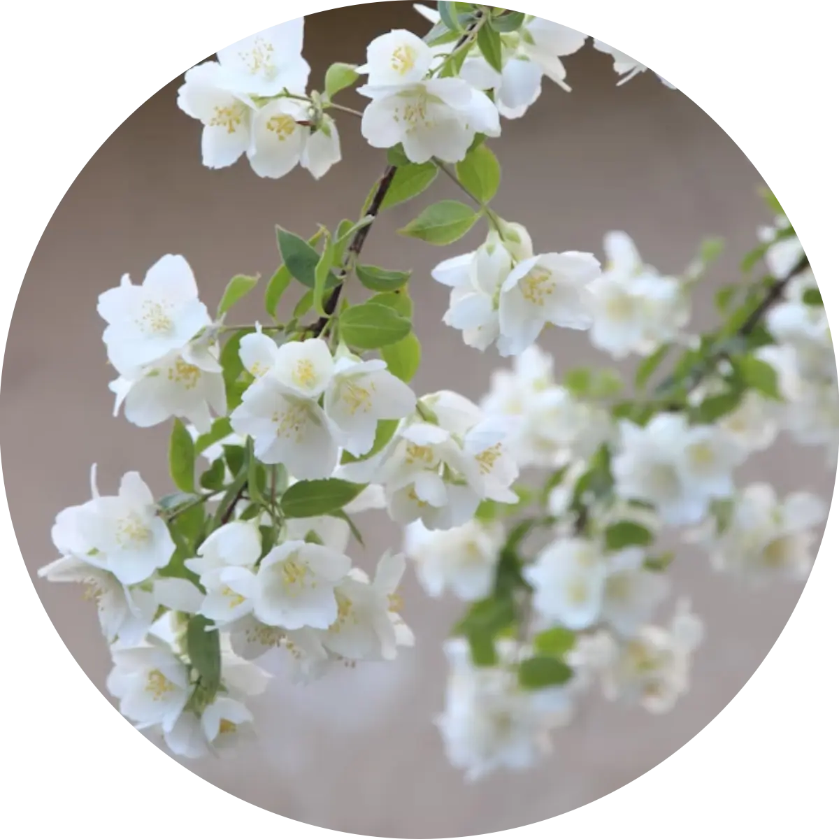 Jasmin – betörende Blütenpracht