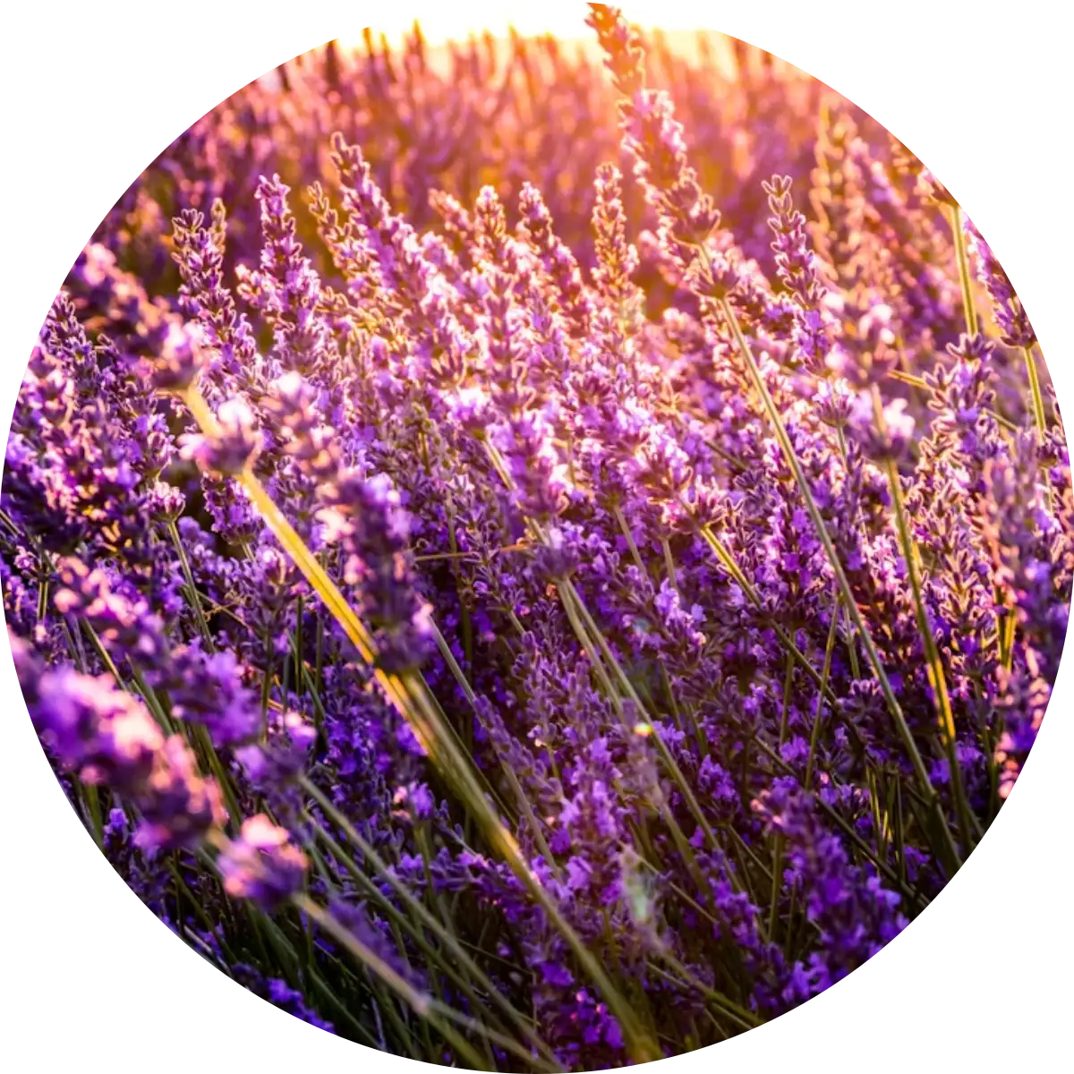 Lavendel – der Zauber der Provence