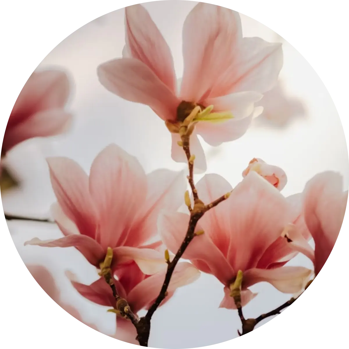 Magnolie – der Hauch des Frühlings