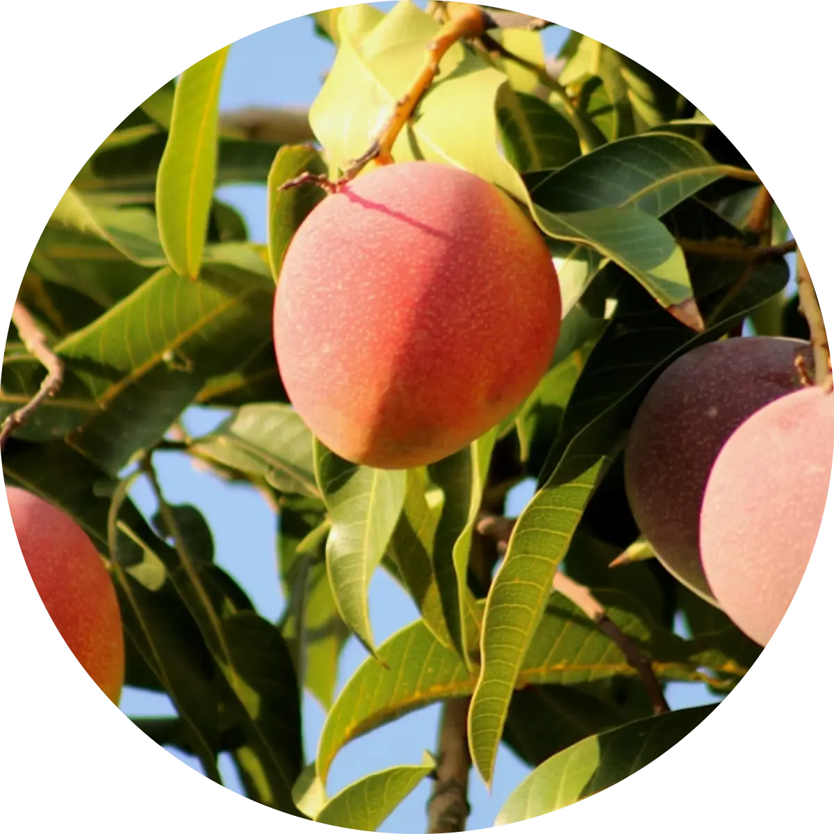 Mango – eine saftige Erfrischung