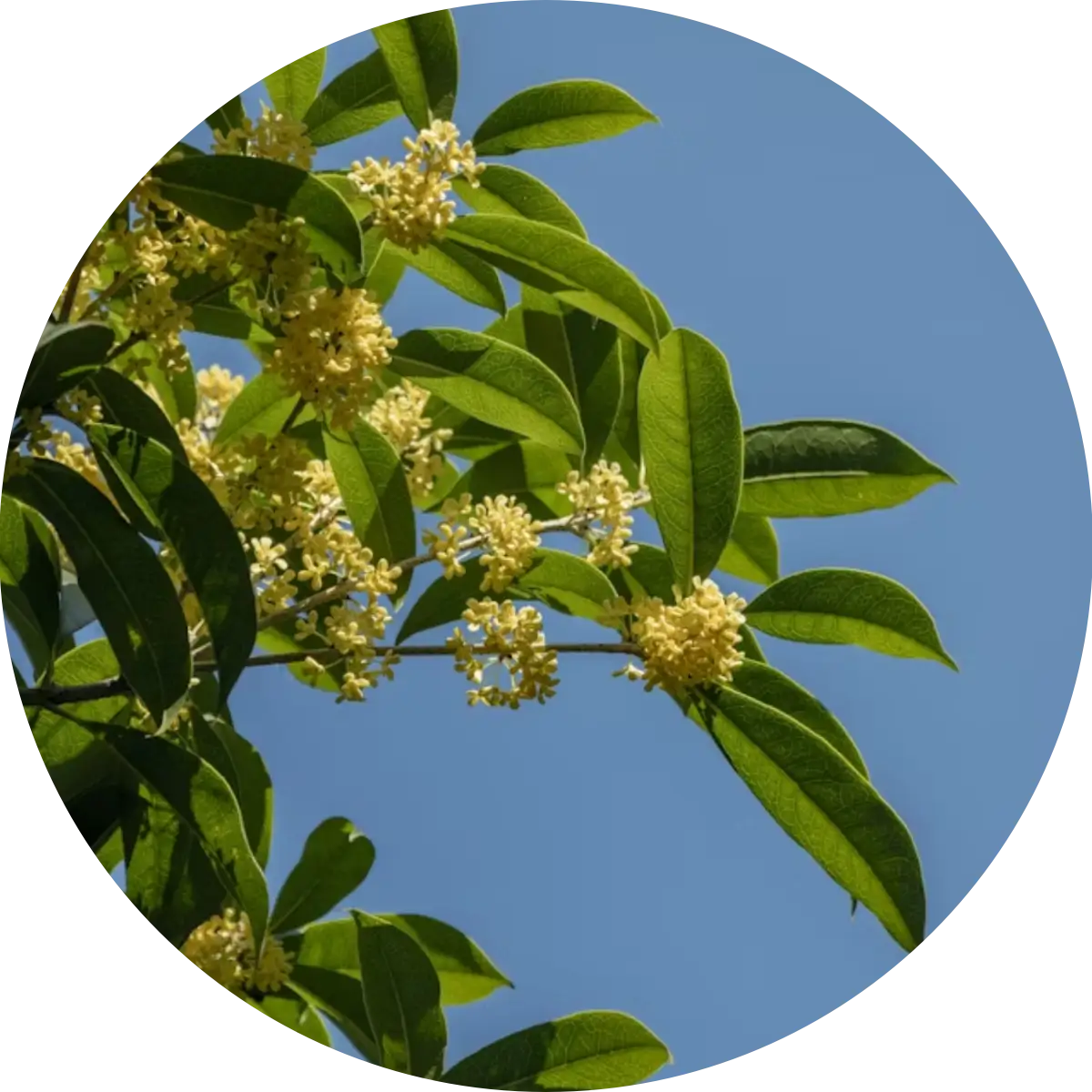 Osmanthus – der Blütenduft mit vielen Facetten
