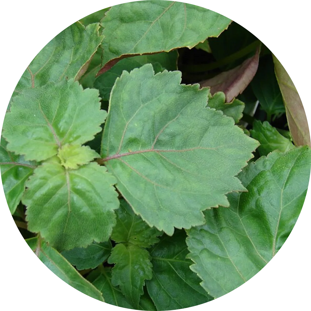 Patchouli – die mystische Essenz