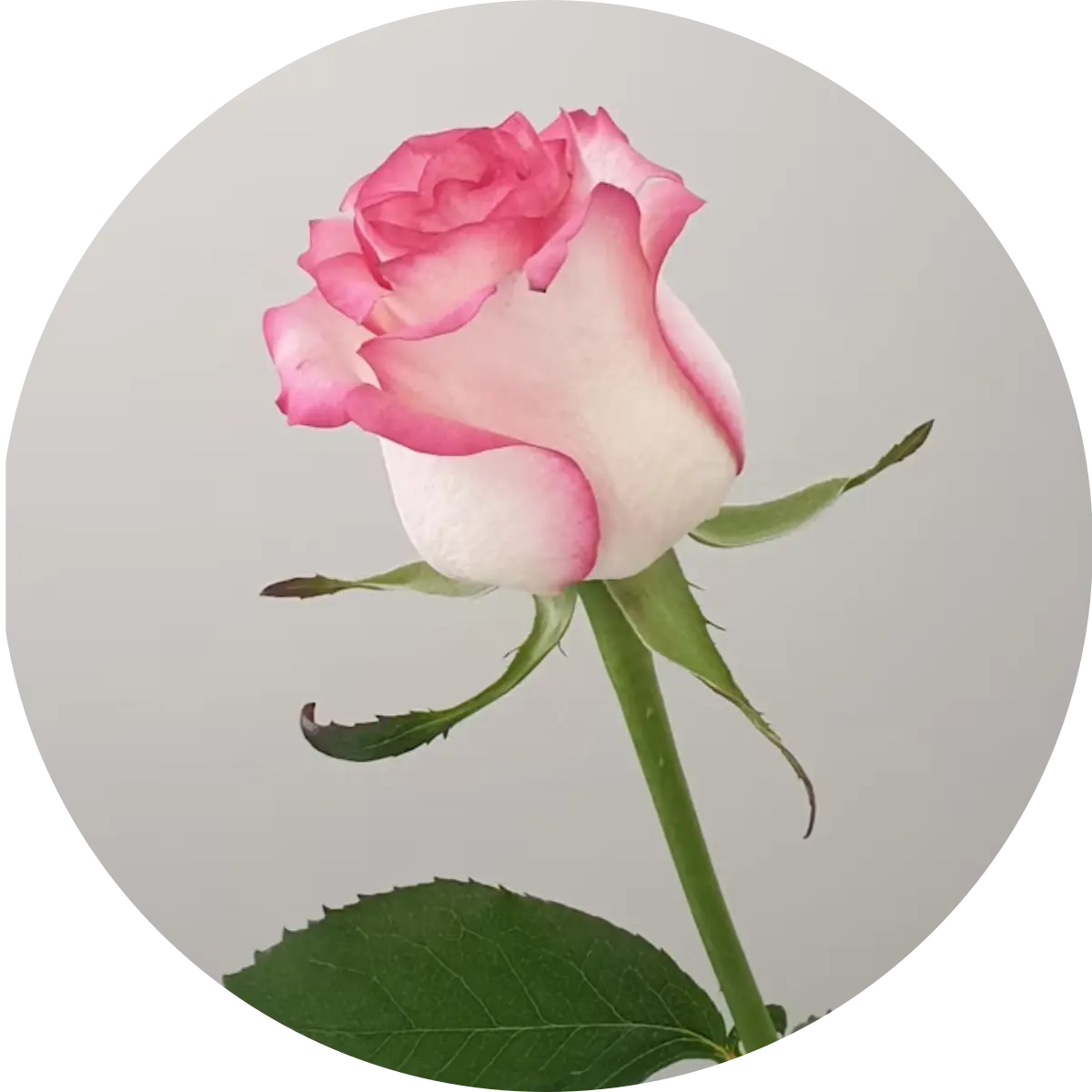 Rose – die Königin der Blumen