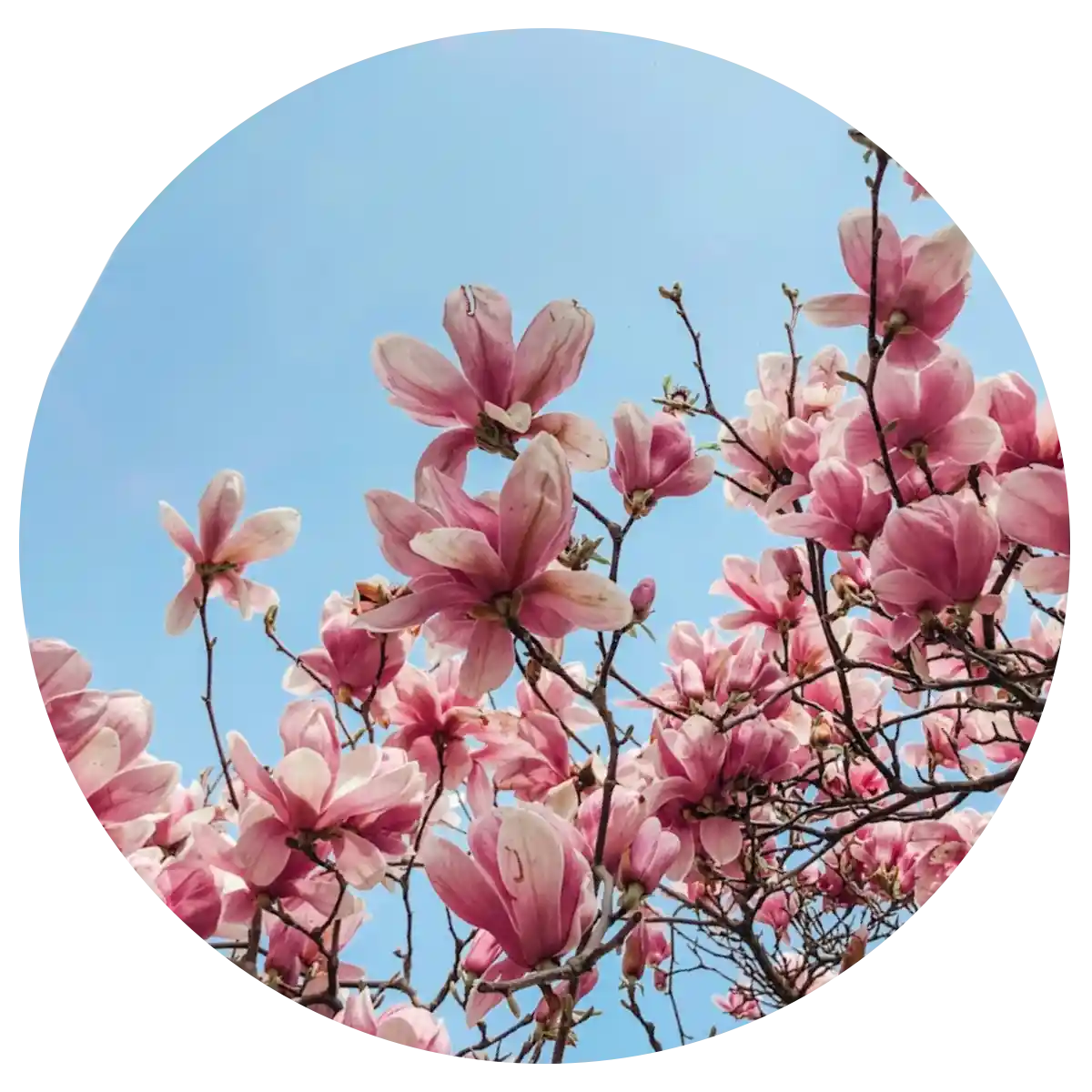 Spring Scents