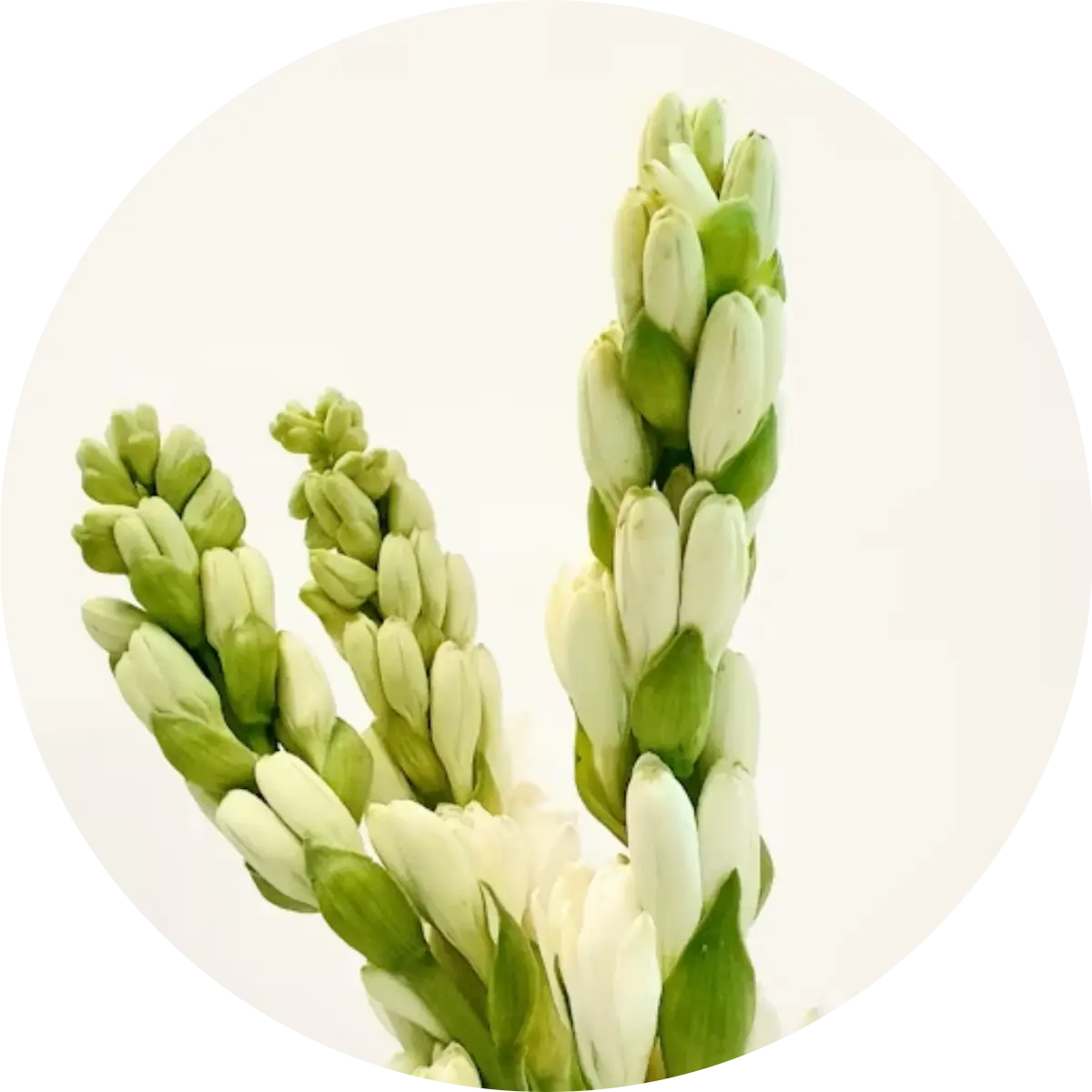 Tuberose – Verführerin der Nacht