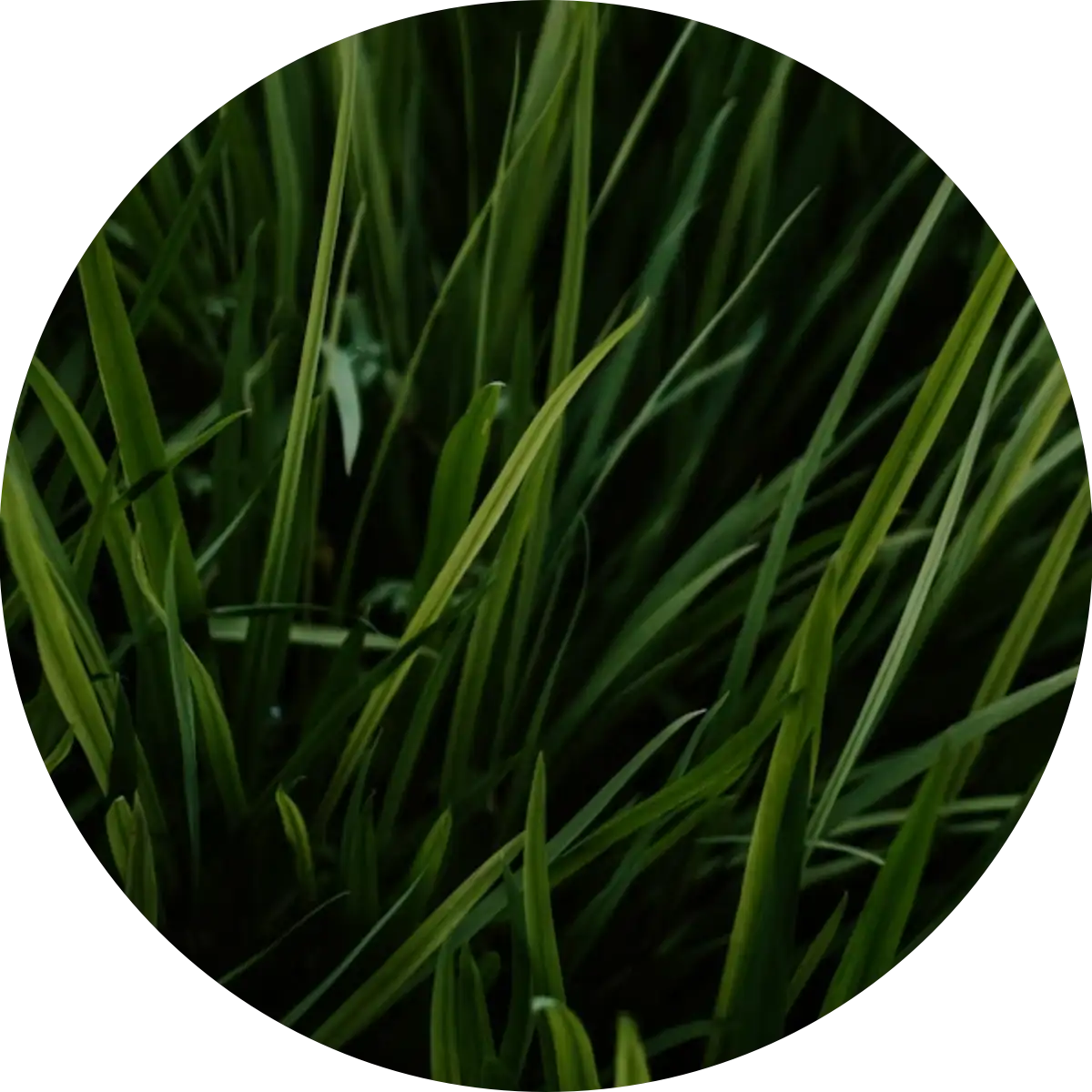 Vetiver – die Kraft der Erde