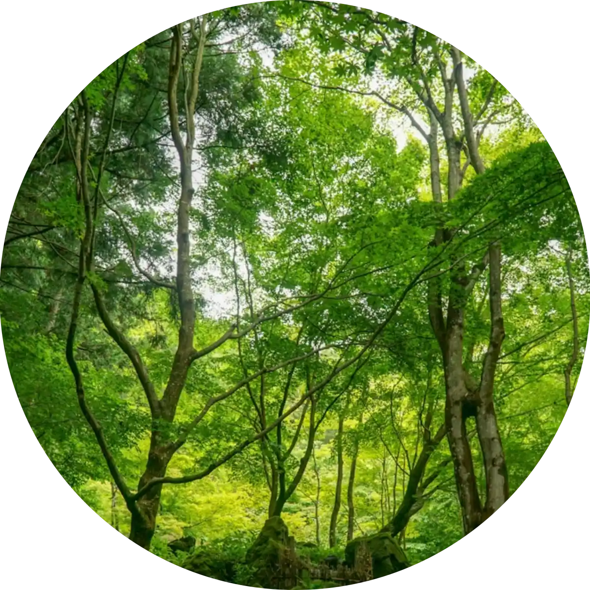 Im Wunderwald – magische Bäume und Hölzer