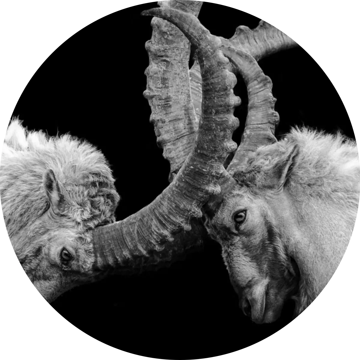 Die Provokateure – junge Wilde und Avantgarde