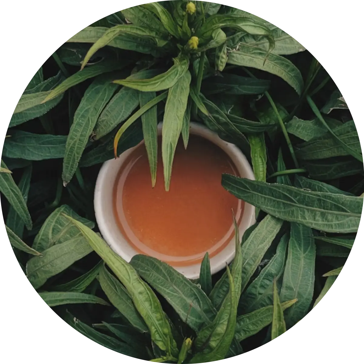 Tee – ein Abguss des Aufgusses
