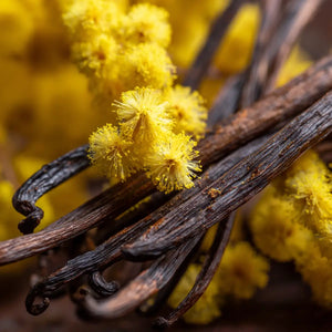 Headspace - Les Extraits - Acacia Nahaufnahme von gelber Mimose mit vanilleartigen Schoten im Hintergrund