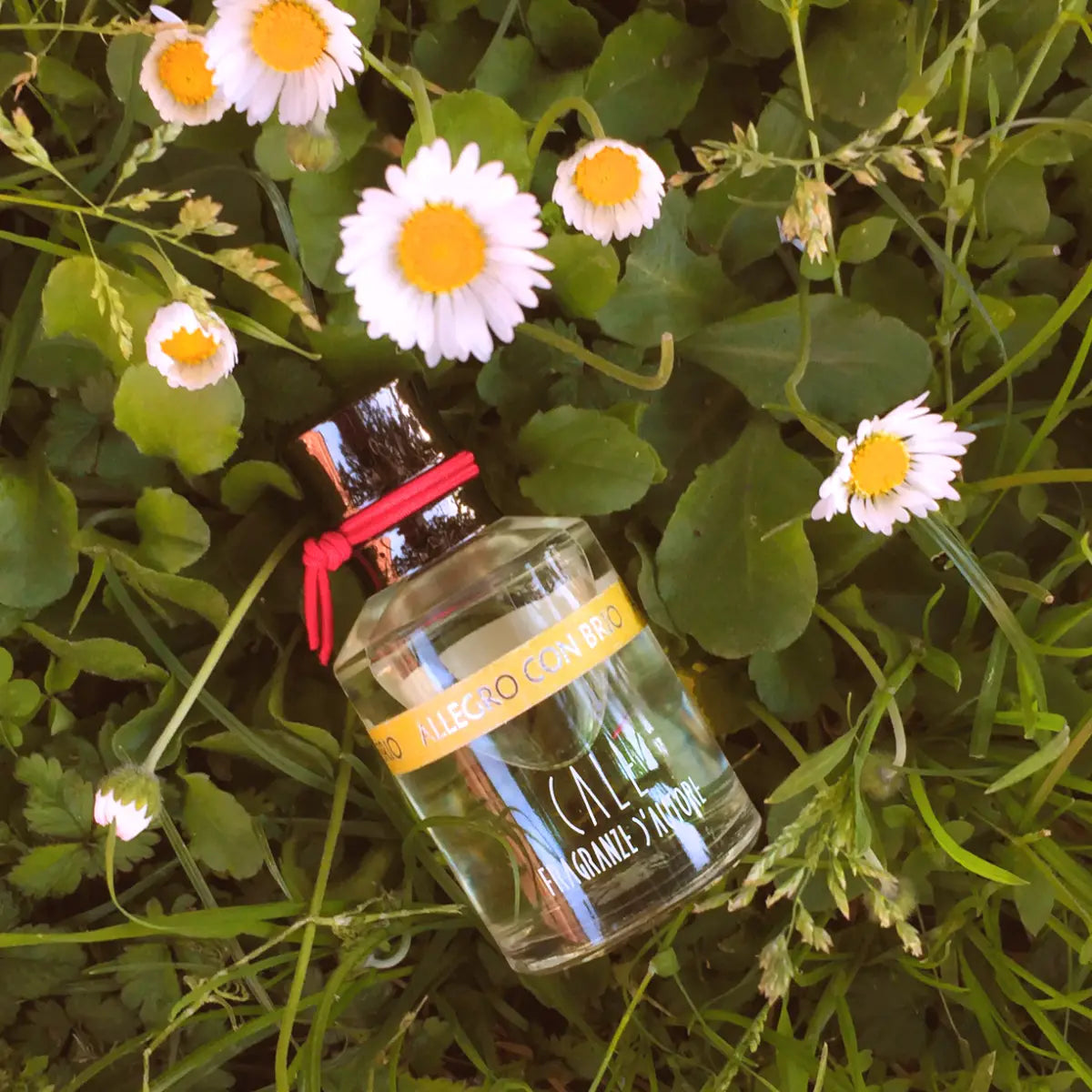 Calé Fragranze d'Autore - Allegro con Brio Duftflakon mit gelbem Etikett im Grünen zwischen Gänseblümchen liegend