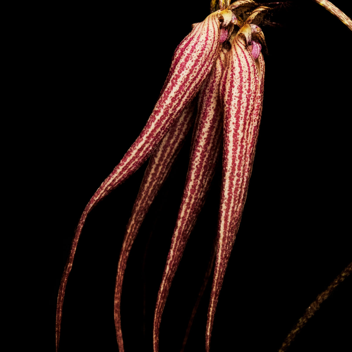 Byredo - Bal d'Afrique - Absolu de Parfum inspiriert mit intensiven, gourmandigen Duftnoten und exotischem Pflanzenmotiv
