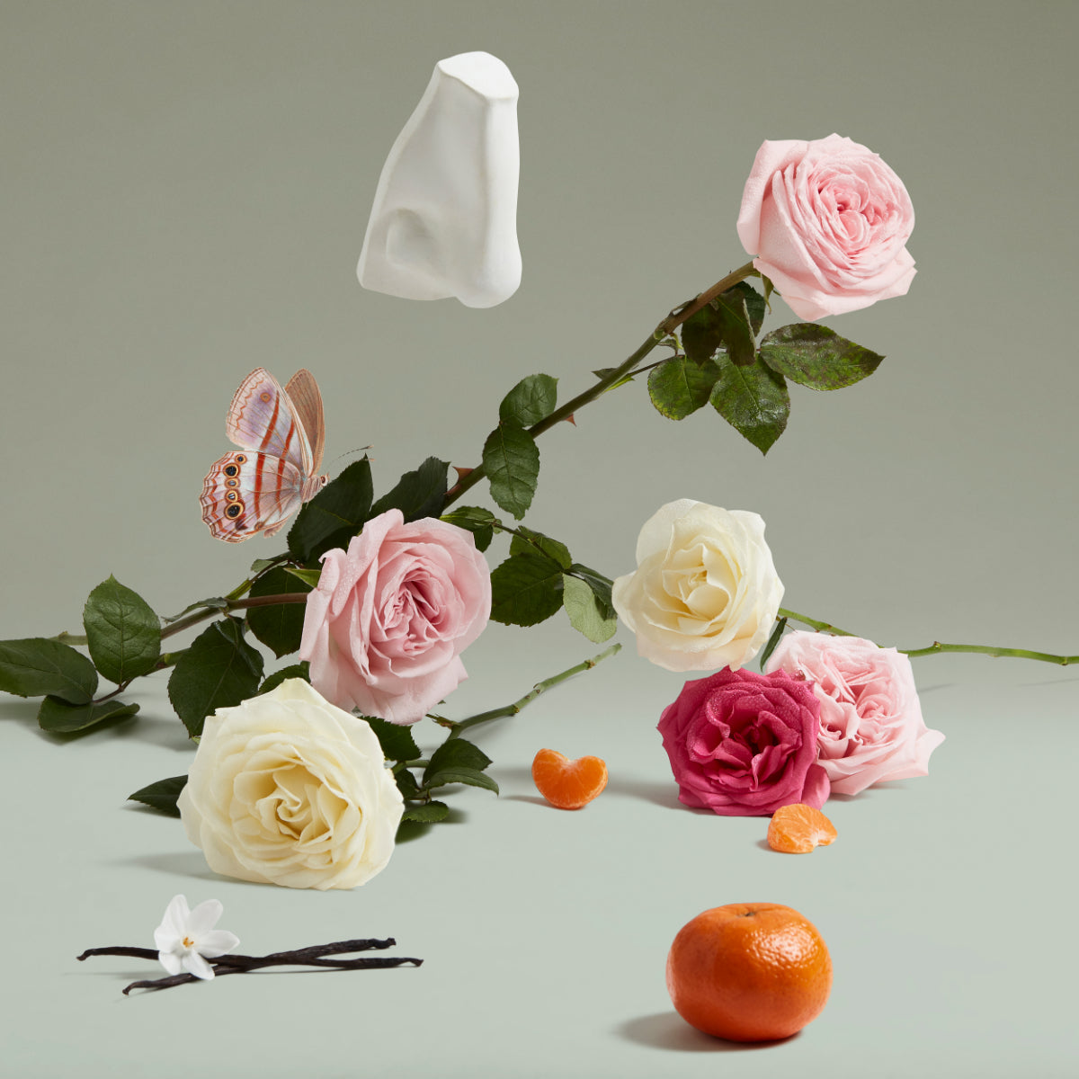 Penhaligon's - Portraits - The Coveted Duchess Rose mit Rosen, Mandarine, Vanilleschoten und Schmetterling auf hellem Untergrund