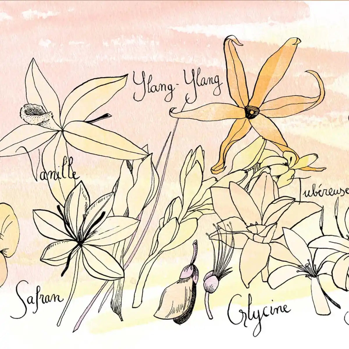 Une Nuit Nomade - Une Nuit a Bali - Fleur des Fleurs Illustration mit Ylang-Ylang und exotischen Blüten auf zartem Hintergrund