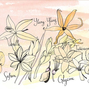 Une Nuit Nomade - Une Nuit a Bali - Fleur des Fleurs Illustration mit Ylang-Ylang und exotischen Blüten auf zartem Hintergrund