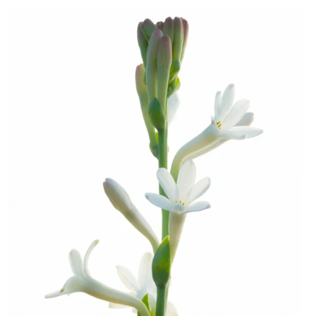 Matière Première - French Flower - Hand & Body Wash mit reichhaltigem Schaum und blumigen Noten der Tuberose für sanfte Reinigung