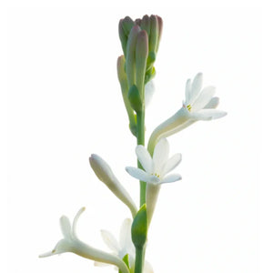 Matière Première - French Flower - Hand & Body Wash mit reichhaltigem Schaum und blumigen Noten der Tuberose für sanfte Reinigung