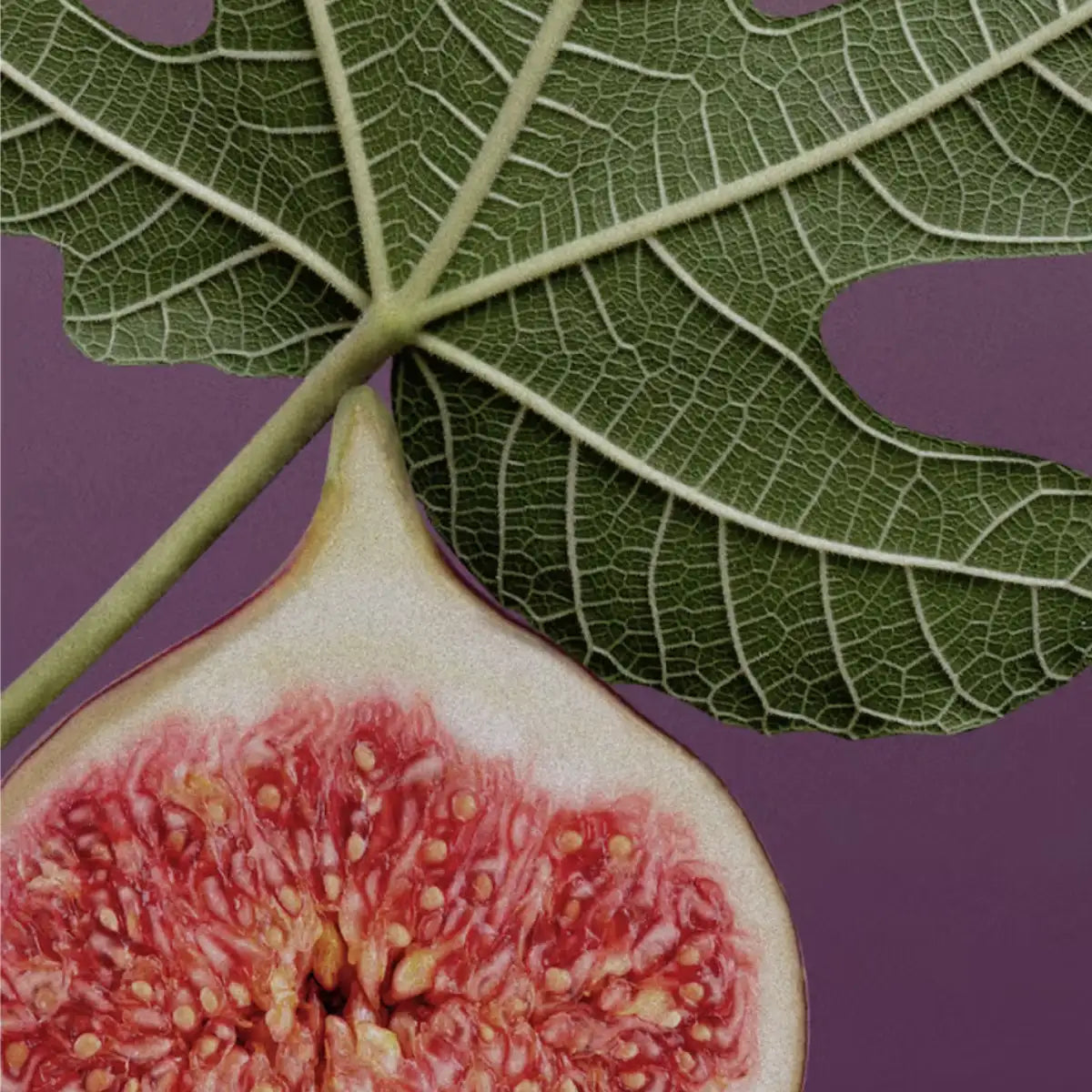 D.S. & Durga - Holy Ficus - Duftkerze mit Feigenblatt und Frucht vor violettem Hintergrund, spirituell inspiriert