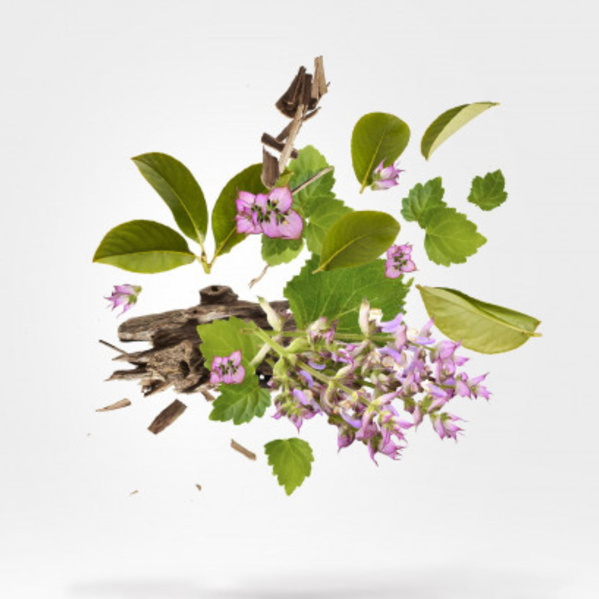 Xerjoff - K Blue Collection - Holysm zeigt florale und holzige Duftnoten mit zarten lila Blüten und frischen grünen Blättern