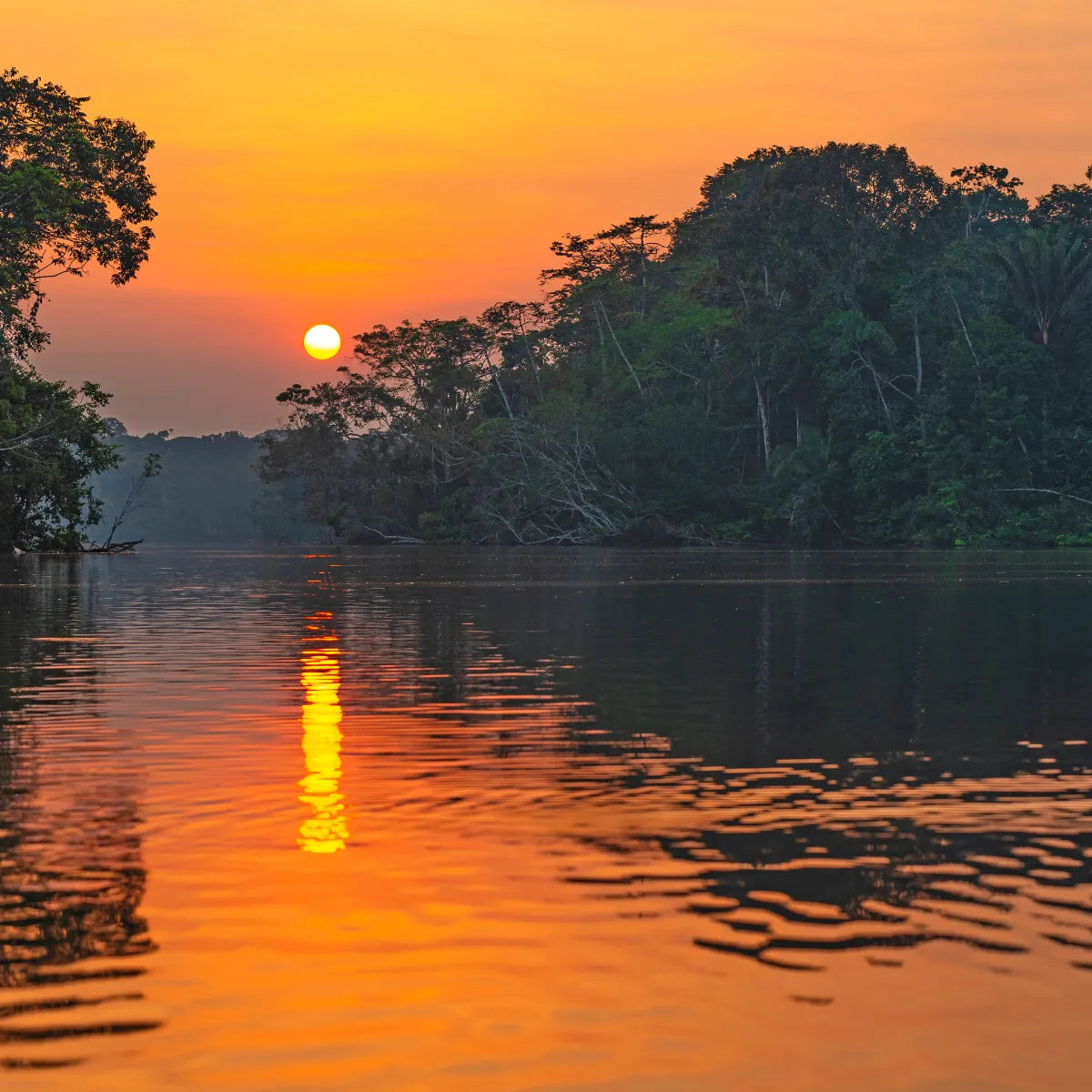 Olfattology - Juruá Sonnenuntergang über dem Amazonasfluss mit dichtem Regenwald und goldenem Wasserspiegel