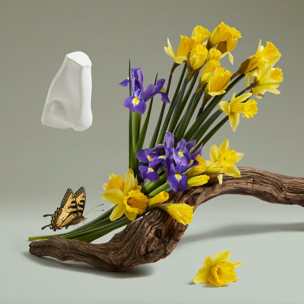 Penhaligon's - Portraits - The Revenge of Lady Blanche arrangement aus gelben Narzissen und violetten Iris auf Holzstück