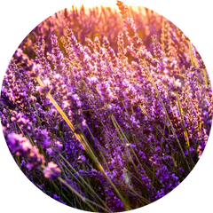 Lavendel - der Zauber der Provence