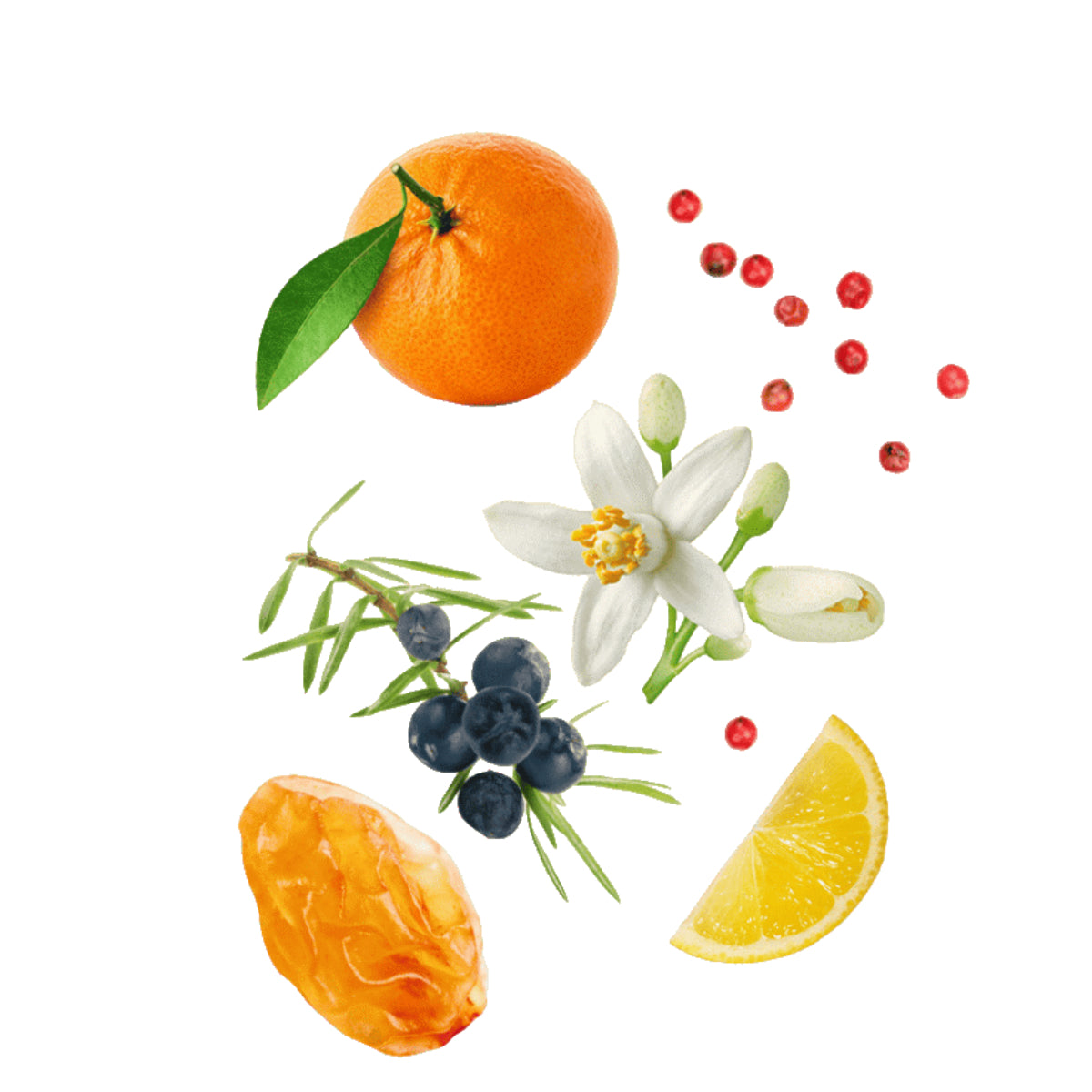 Widian - Rose Arabia Collection - Mandarine mit Mandarine, Zitrone, Kardamom, blühenden Blüten und Beeren auf weißem Hintergrund