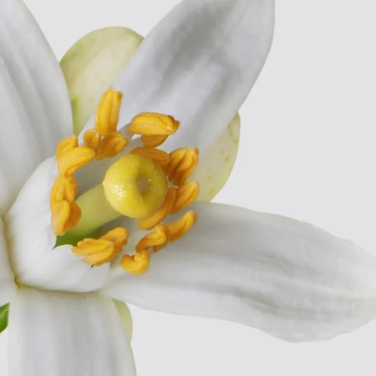 Matière Première - Neroli Oranger - Hand & Body Wash mit intensivem Orangenblüten-Duft und pflegendem Schaum für zarte Haut