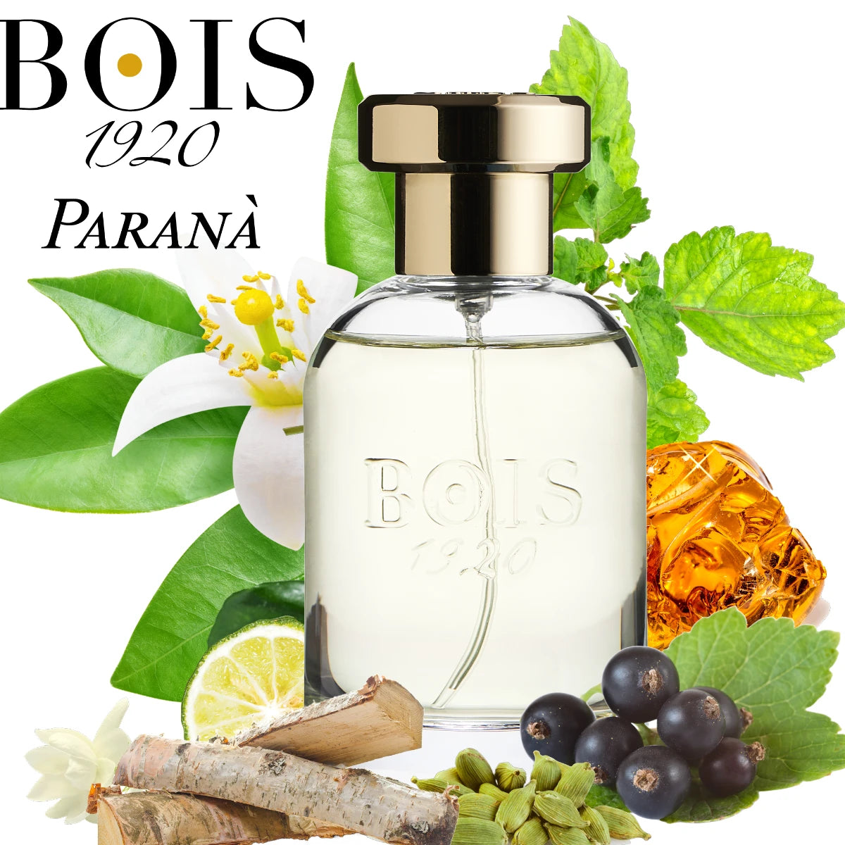 Bois 1920 - Trasparenti - Paranà Parfumflakon mit goldenem Verschluss und natürlichen Duftnoten vor weißem Hintergrund