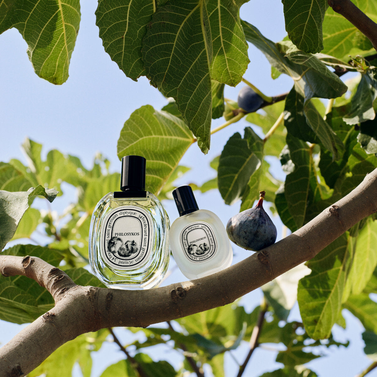 Diptyque - Philosykos - Hair Mist im klaren Flakon mit feiner Duftkomposition aus frischen Feigenblättern und Feigenbaum