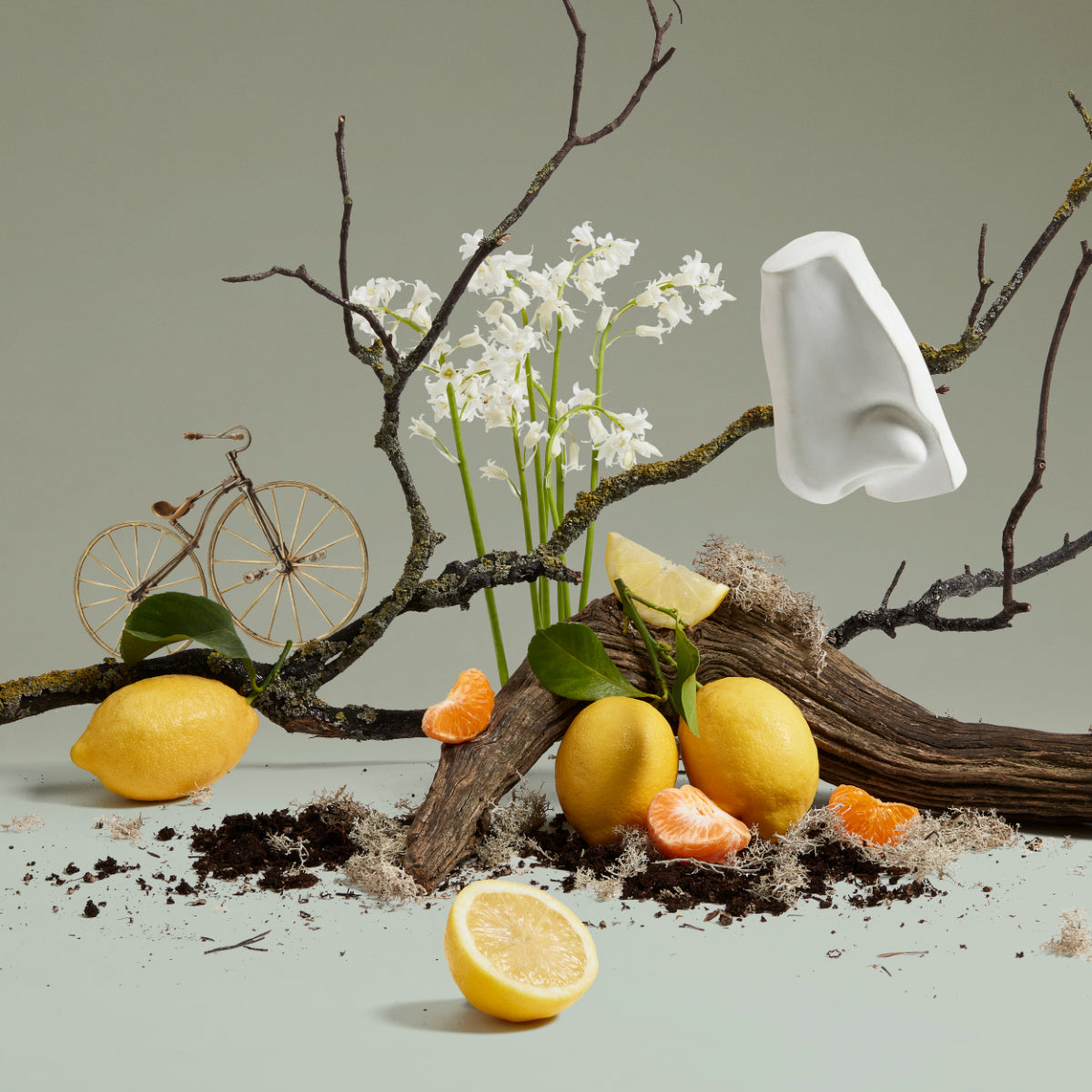 Still life with lemons, tangerine slices, white flowers, wooden bicycle, and a white sculpted ear on branches