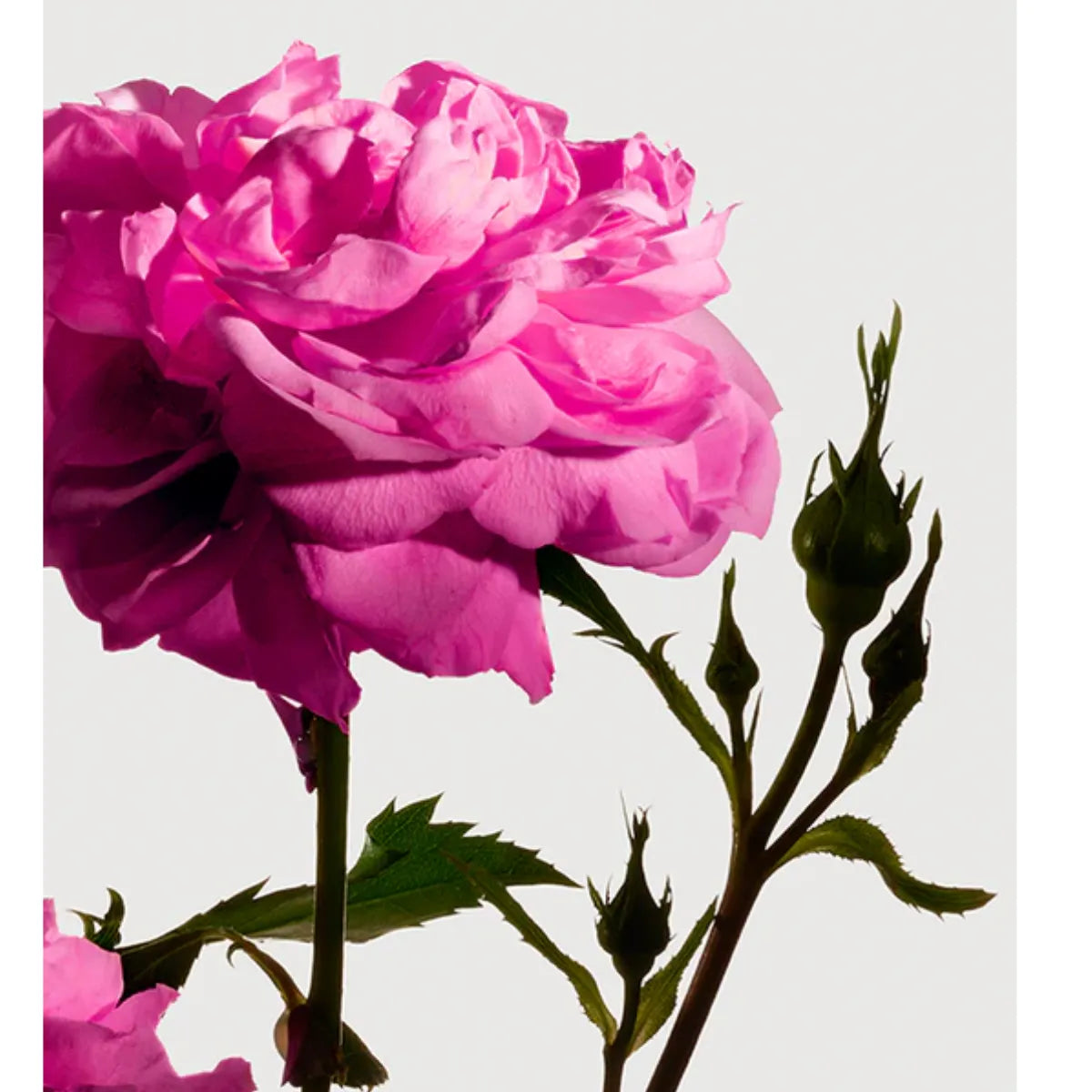Matière Première - Radical Rose- Hand & Body Wash mit reichen Rosennoten für sanfte und duftende Hautreinigung