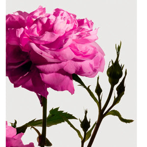 Matière Première - Radical Rose- Hand & Body Wash mit reichen Rosennoten für sanfte und duftende Hautreinigung