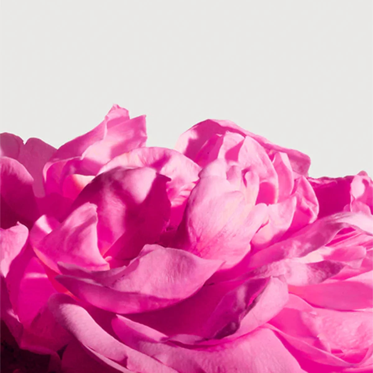 Matière Première - Radical Rose - Extrait zeigt Nahaufnahme einer leuchtend pinken Rosa-Centifolia-Blüte