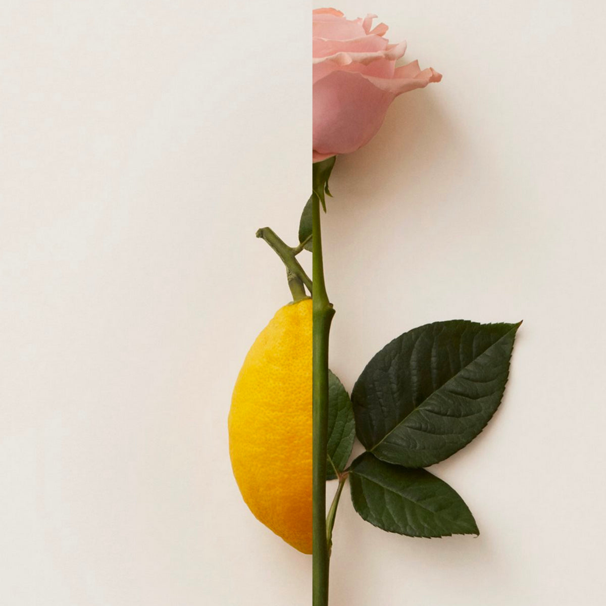 New Notes - Contemporary Blend Collection - Rosa Limone zeigt halbe Zitrone und halbe rosa Rose auf hellem Hintergrund