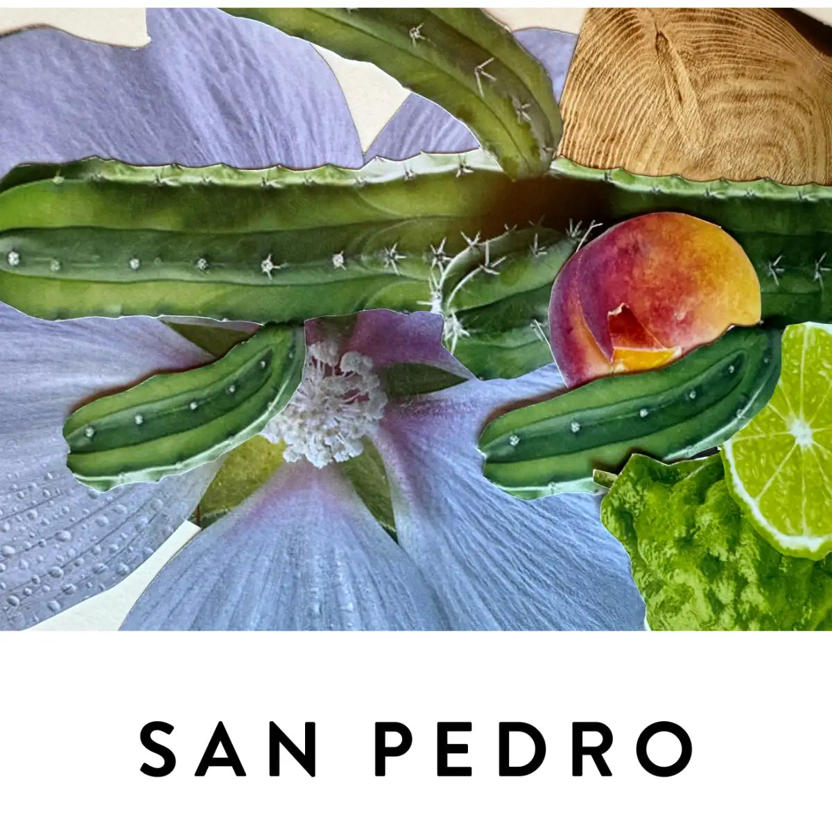 19-69 - San Pedro künstlerische Collage mit Kaktus, Blume, Pfirsich und Zitrusfrucht auf hellem Hintergrund