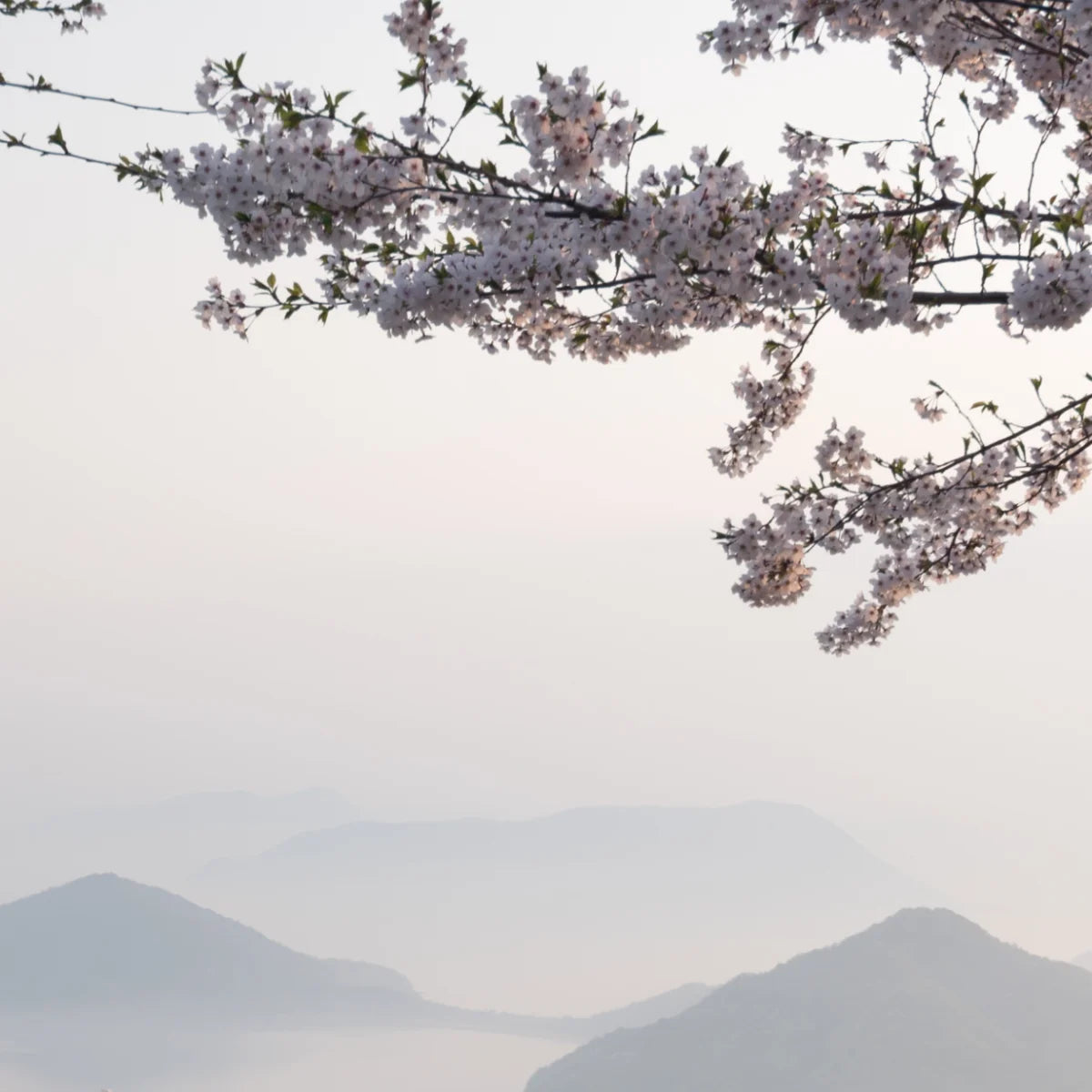 Hima Jomo - Seasons - Spring in Bome zart blühende Kirschblüten vor nebligen Bergen im Frühling in Tibet