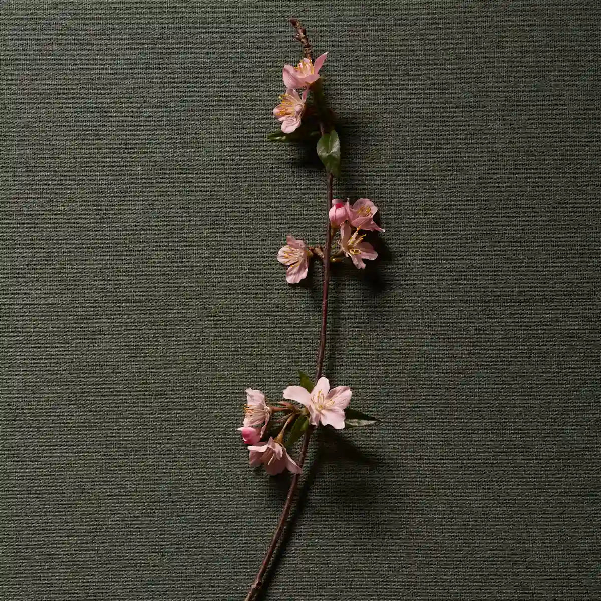 Hima Jomo - Seasons - Spring in Bome Kirschblütenzweig auf dunkelgrünem Stoff mit natürlicher zarter Ausstrahlung