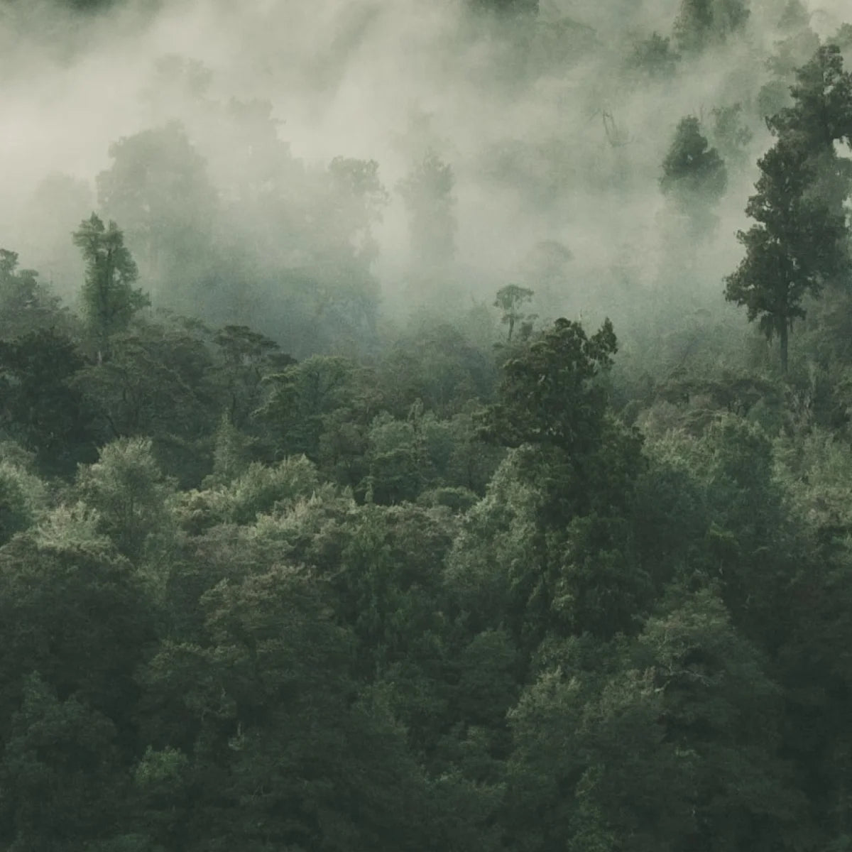 Hima Jomo - Seasons - Summer in Paro nebliger Himalaya-Wald mit dichten grünen Kiefern und mystischer Sommerstimmung