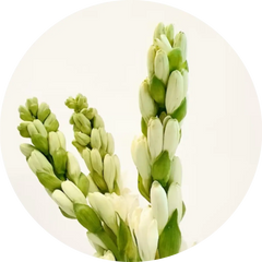 Tuberose