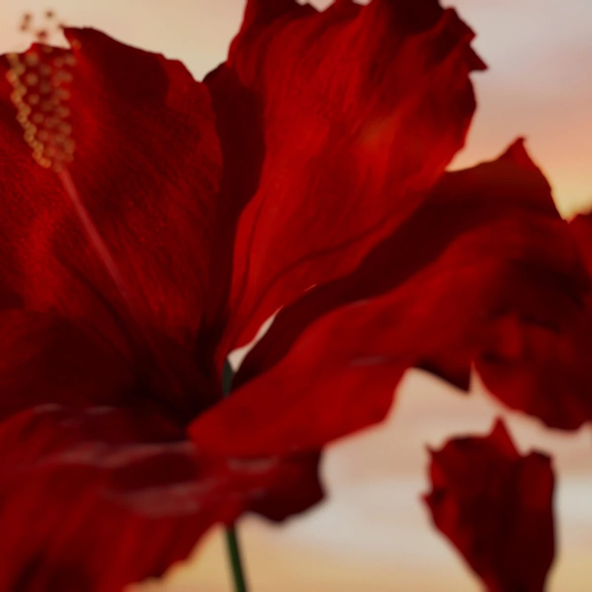 Electimuss - Vesper Reverie Nahaufnahme einer roten Hibiskusblüte vor sanftem Licht im Hintergrund