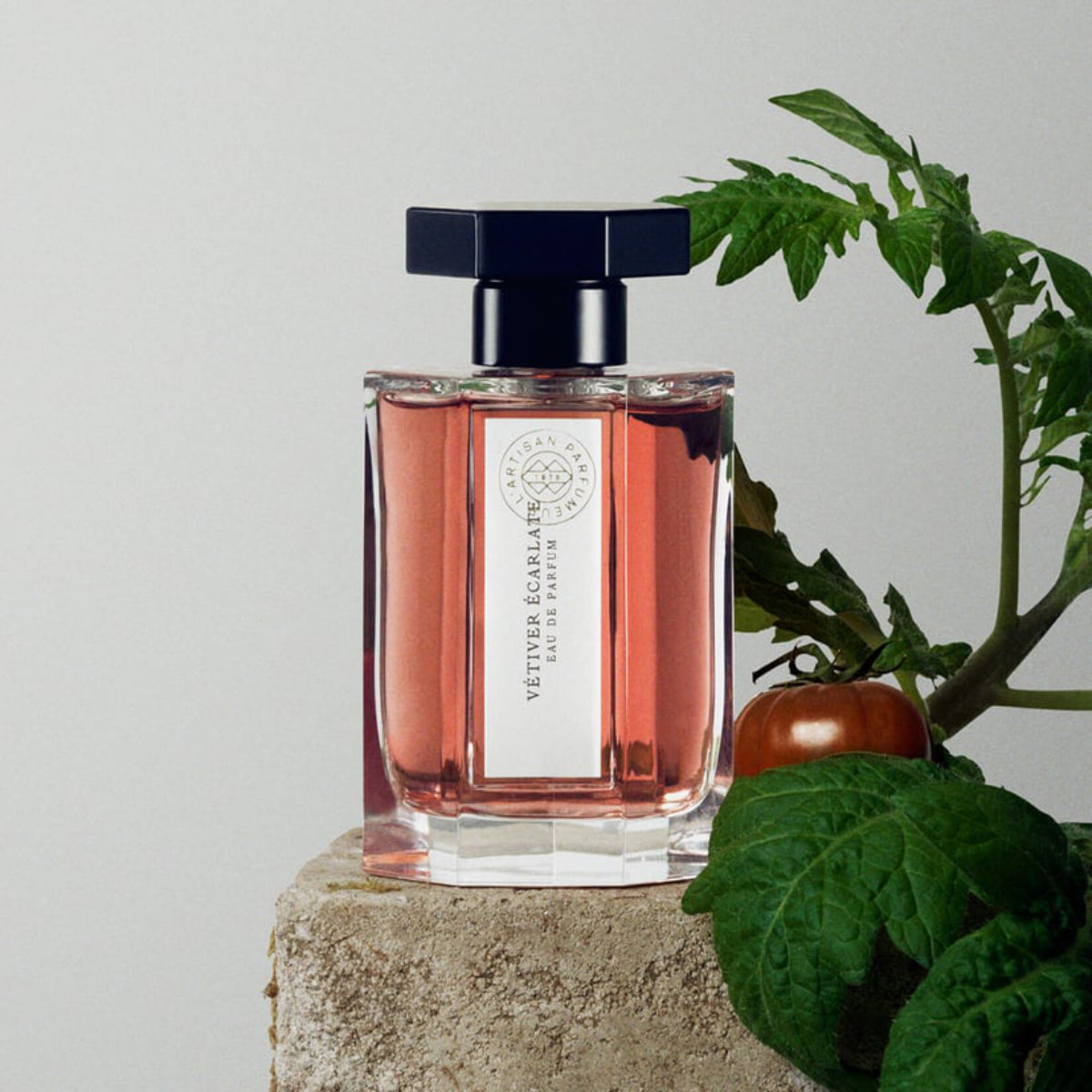 L'Artisan Parfumeur - Le Potager - Vétiver Écarlate Flakon mit rötlichem Duft neben Tomatenpflanze vor neutralem Hintergrund