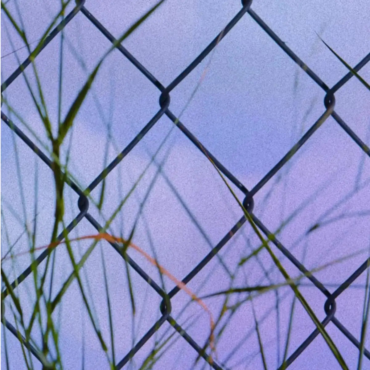 D.S. & Durga - Wild Brooklyn Lavender - Duftkerze vor Drahtzaun mit zarten Gräsern und verträumtem Abendlicht