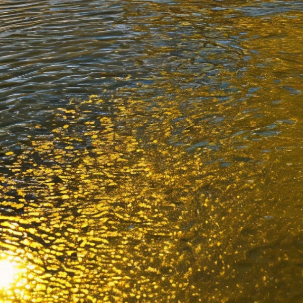 Pantomime - Act 2 Sonnenlicht spiegelt sich golden auf welligem Wasser in sanfter und ruhiger Atmosphäre