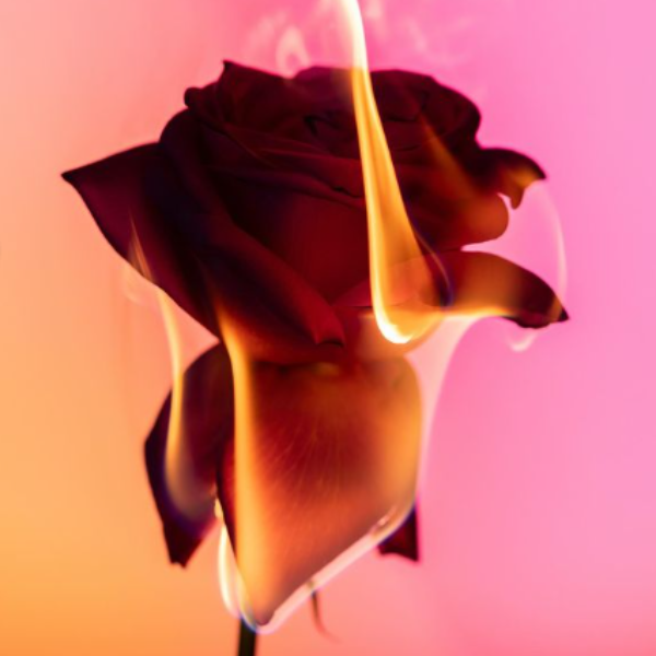 Montale - Beast Love flammende rote Rose vor pink-orangefarbenem Hintergrund in sinnlicher Atmosphäre