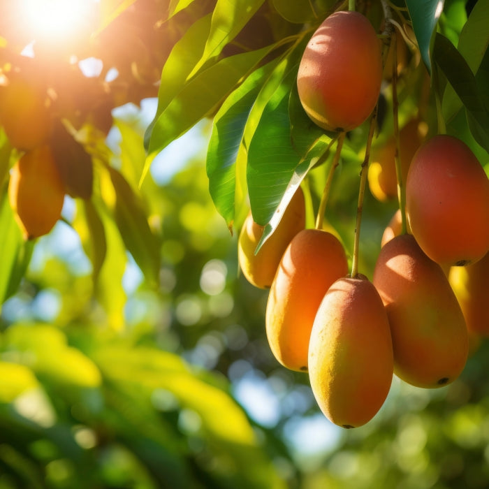 Nectar Olfactif - Cerana zeigt reife Mangos am Baum im Sonnenlicht, inspiriert von Asienreisen und exotischen Düften.